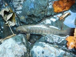 00会津中津川 030