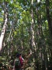 山中はまっすぐ高く伸びたブナの林です。新緑と白い木肌がとても美しかったです。